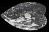 Heart Shaped Fossil Goniatite Dish #61279-1